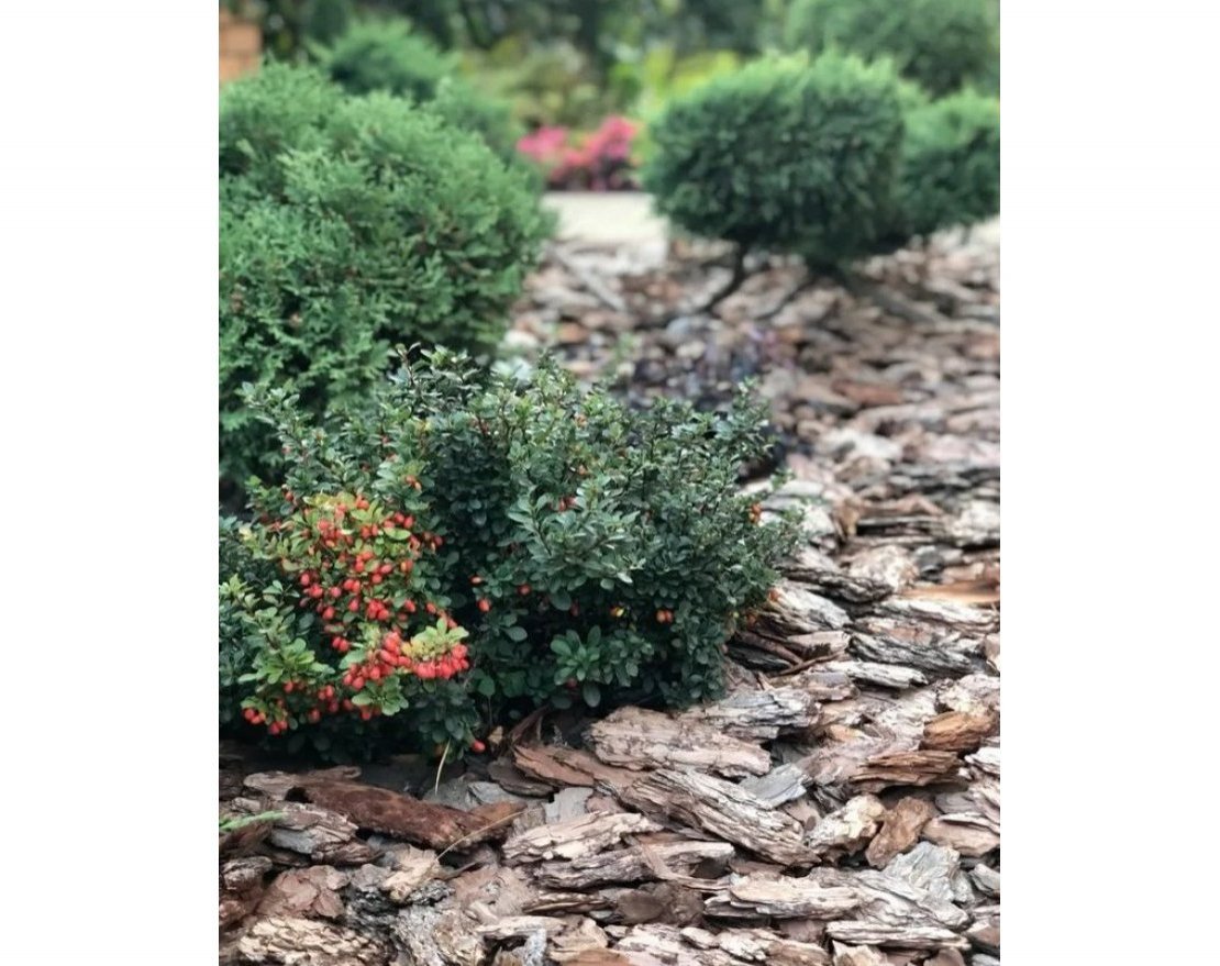 Кора сосны средняя 2-5 см - вид 2